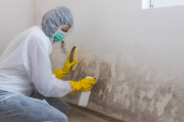 Best Mold Removal Near Me  in Bryan, TX