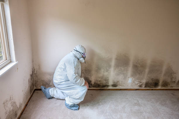 Best Same-Day Mold Removal  in Bryan, TX