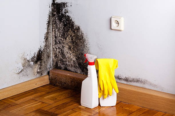 Mold Testing and Removal in Bryan, TX